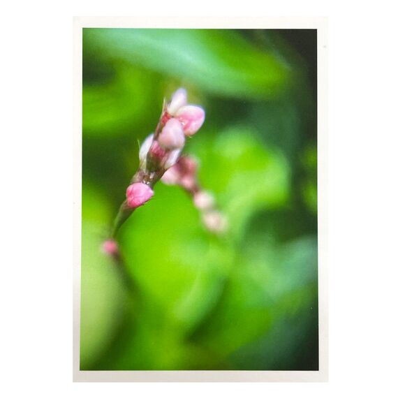 Cottage Series #3 ACEO Macro Photo *Limited Edition* Nature Mini Art Card - Picture 1 of 1